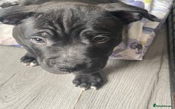 Staffordshire Bull Terrier dogs for sale: Sold  - Image 36