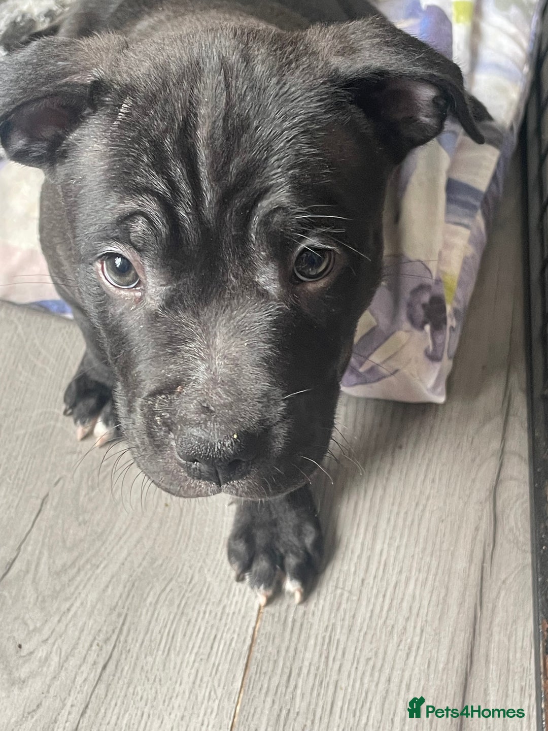 Staffordshire Bull Terrier dogs for sale: Sold  - Image 36