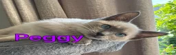 Ragamese cats for sale: Two Beautiful Ragamese Girls Ready To Leave Now - Advert 1