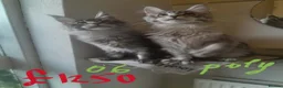 Maine Coon cats for sale: black silver ticked TICA Maine Coon boy - Advert 9