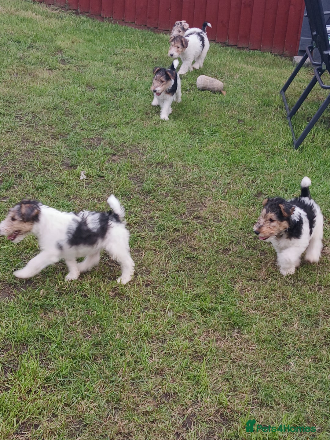 Fox Terrier dogs for sale: KC Reg Wire Fox Terrier Puppies READY NOW - Image 21