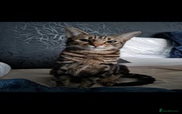 Bengal cats for sale: Very cute Mixed bengal kittens (4 males) - Image 10
