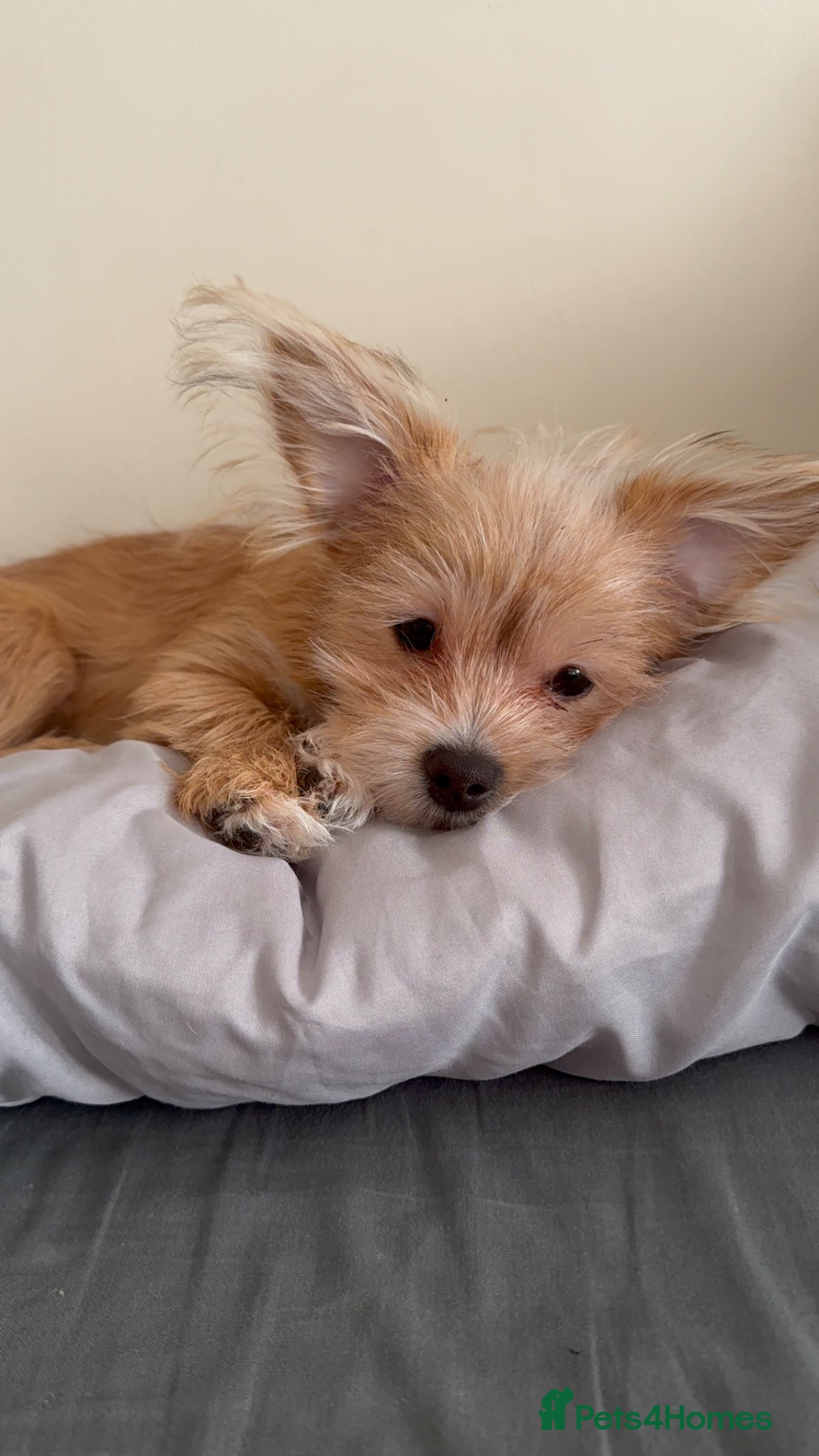 Mixed Breed dogs Your new pup! Maltese x JackChi - unique mix - Advert 7