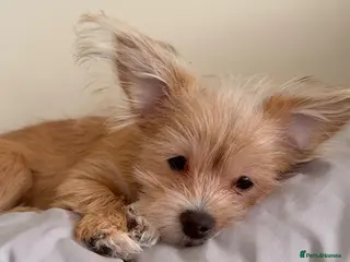 Mixed Breed dogs Your new pup! Maltese x JackChi - unique mix - Advert 7