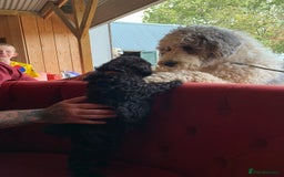 Sheepadoodle dogs for sale: Medium Sheepadoodle Puppies Available  - Image 39