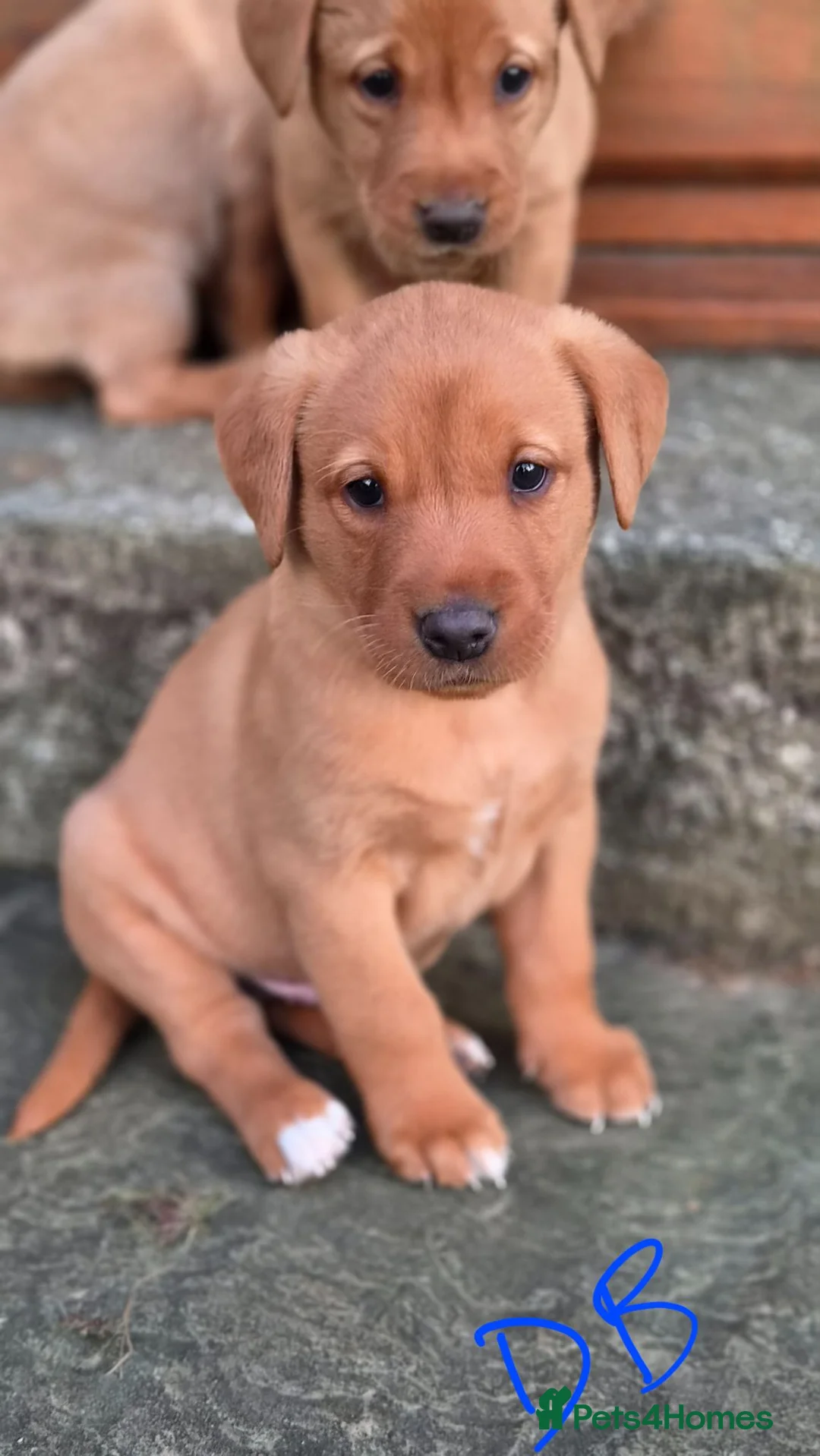 Labrador Retriever dogs for sale: Fox red labrador puppies  in Launceston - Advert 11