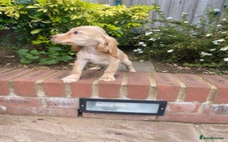 Cocker Spaniel dogs for sale: Gorgeous Adorable Golden Type Cocker  Spaniel  - Image 25
