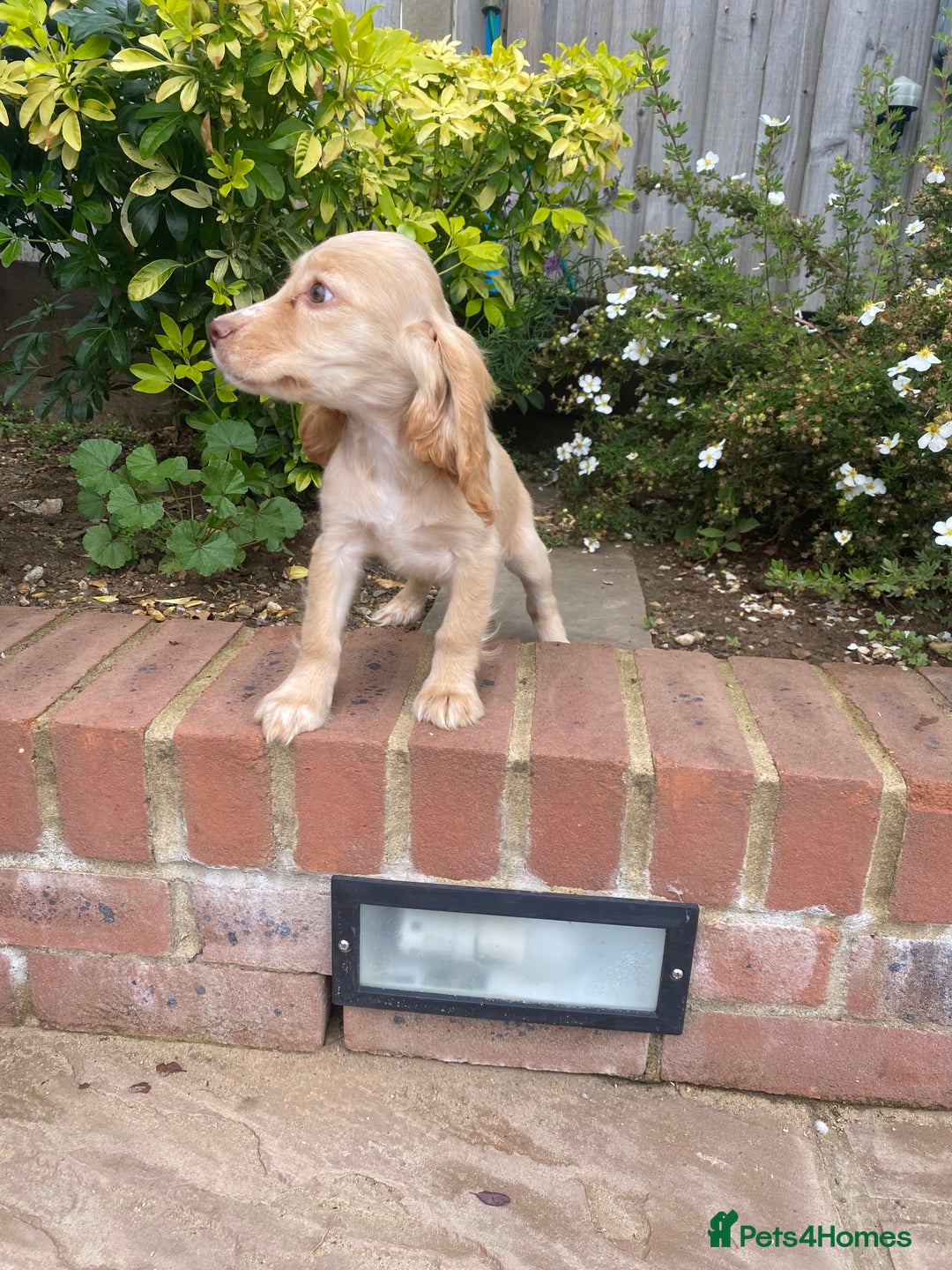 Cocker Spaniel dogs for sale: Gorgeous Adorable Golden Type Cocker  Spaniel  - Image 25