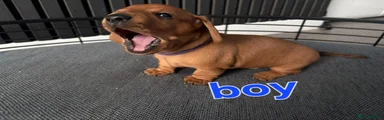 Miniature Dachshund 2