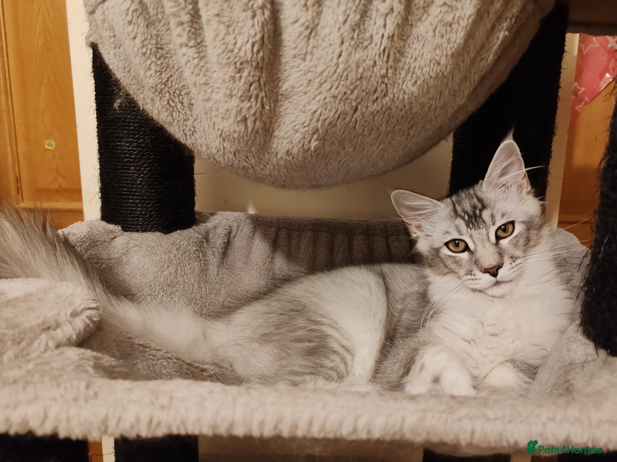 Maine Coon cats beautiful Maine coon kittens (2 poly) - Advert 17