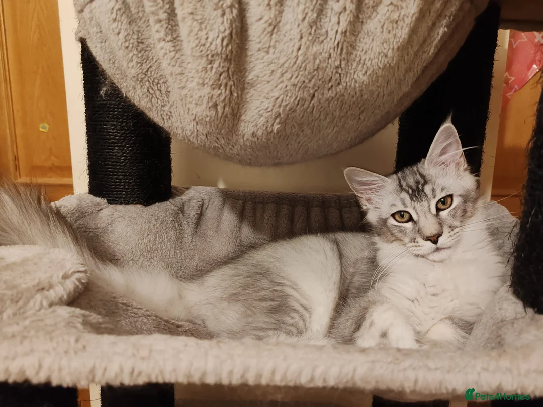 Maine Coon cats for sale: beautiful Maine coon kittens (2 poly) - Advert 1