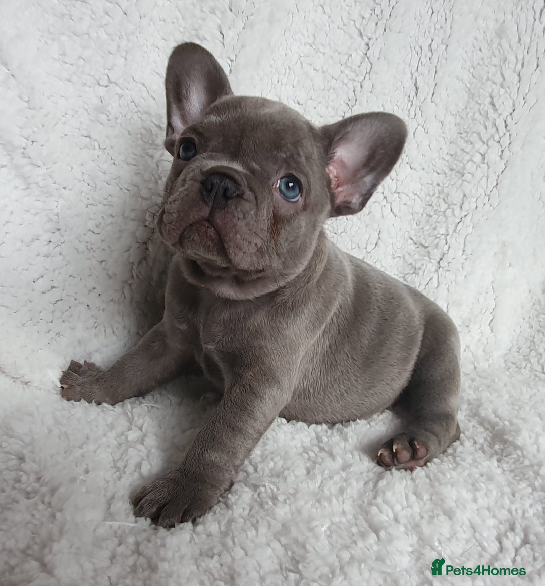 French Bulldog dogs for stud: Kye - Lilac and Tan Frenchie in St Albans - Advert 15
