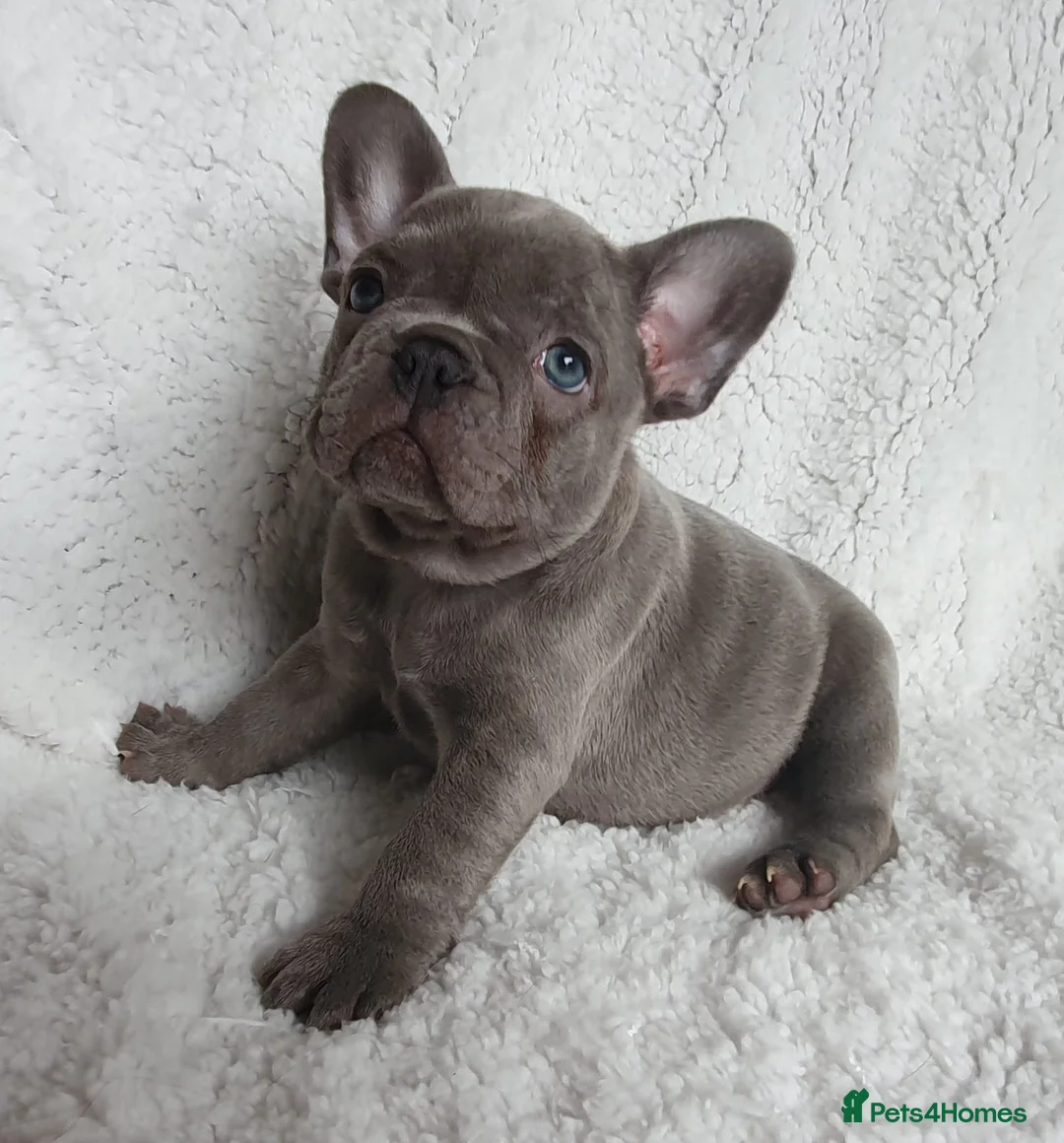 French Bulldog dogs for stud: Kye - Lilac and Tan Frenchie in St Albans - Advert 15