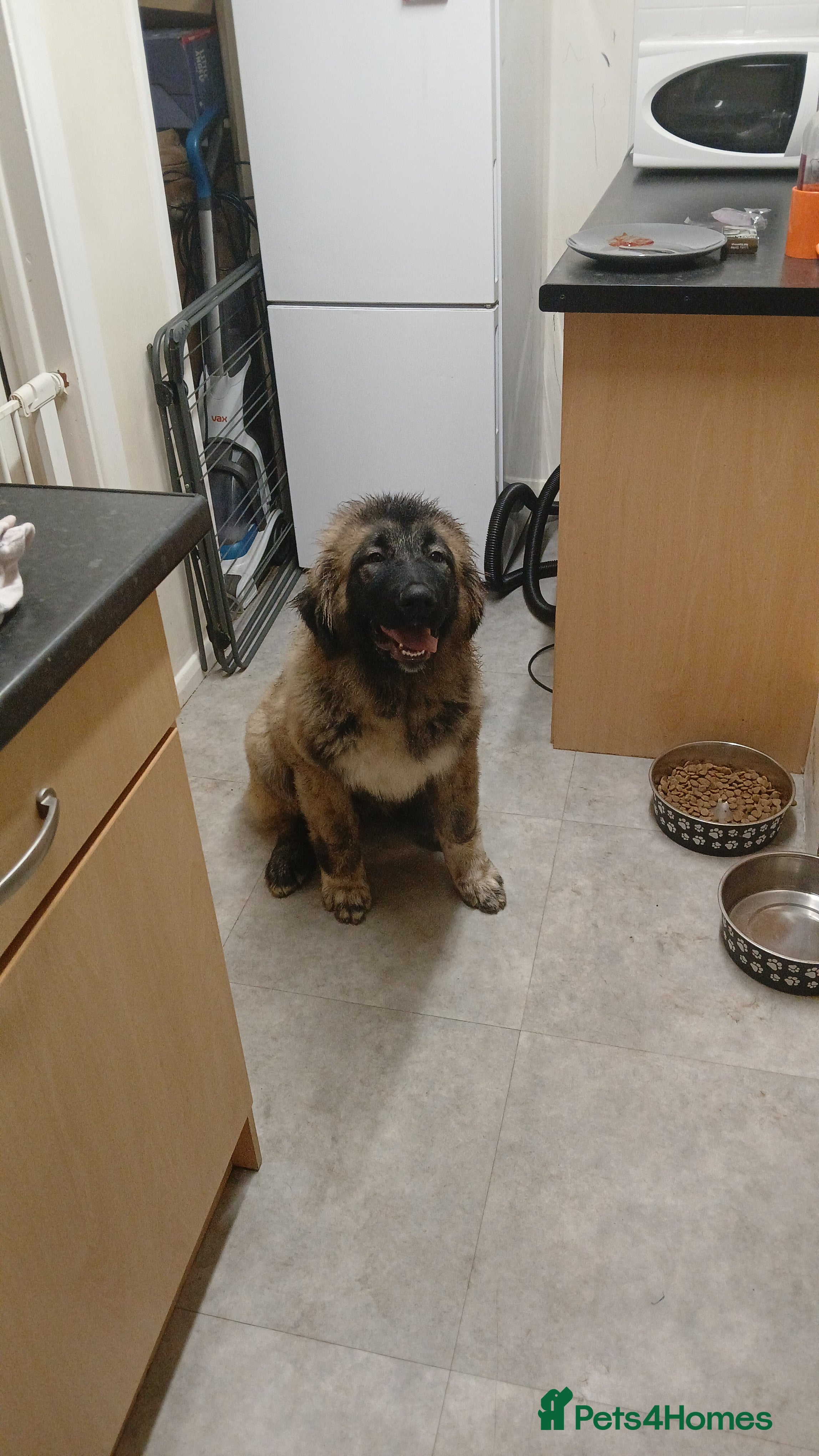 Caucasian Shepherd Dog dogs Caucasian shepherd puppy  - Advert 4