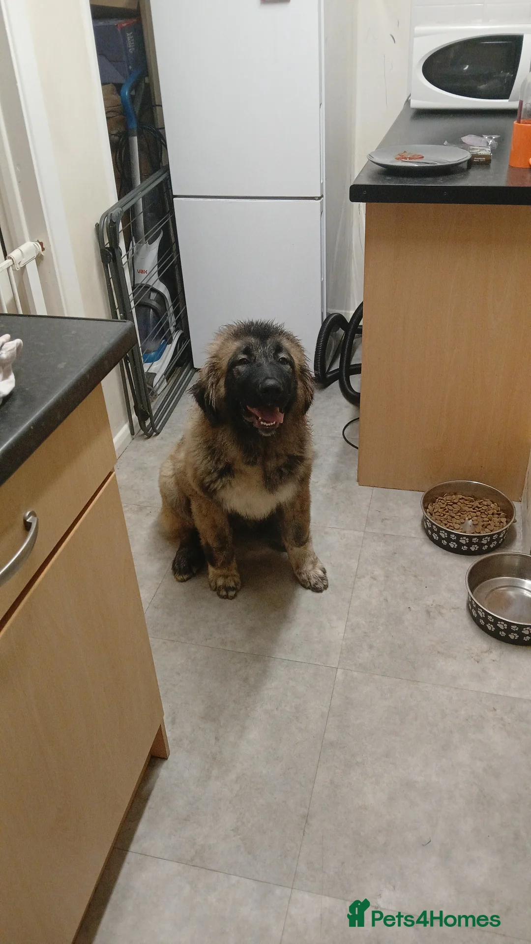 Caucasian Shepherd Dog dogs for sale: Caucasian shepherd puppy  in Wigton - Advert 1