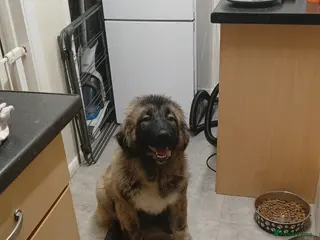 Caucasian Shepherd Dog dogs Caucasian shepherd puppy - Advert 2