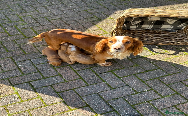 Cocker Spaniel dogs - Advert 12