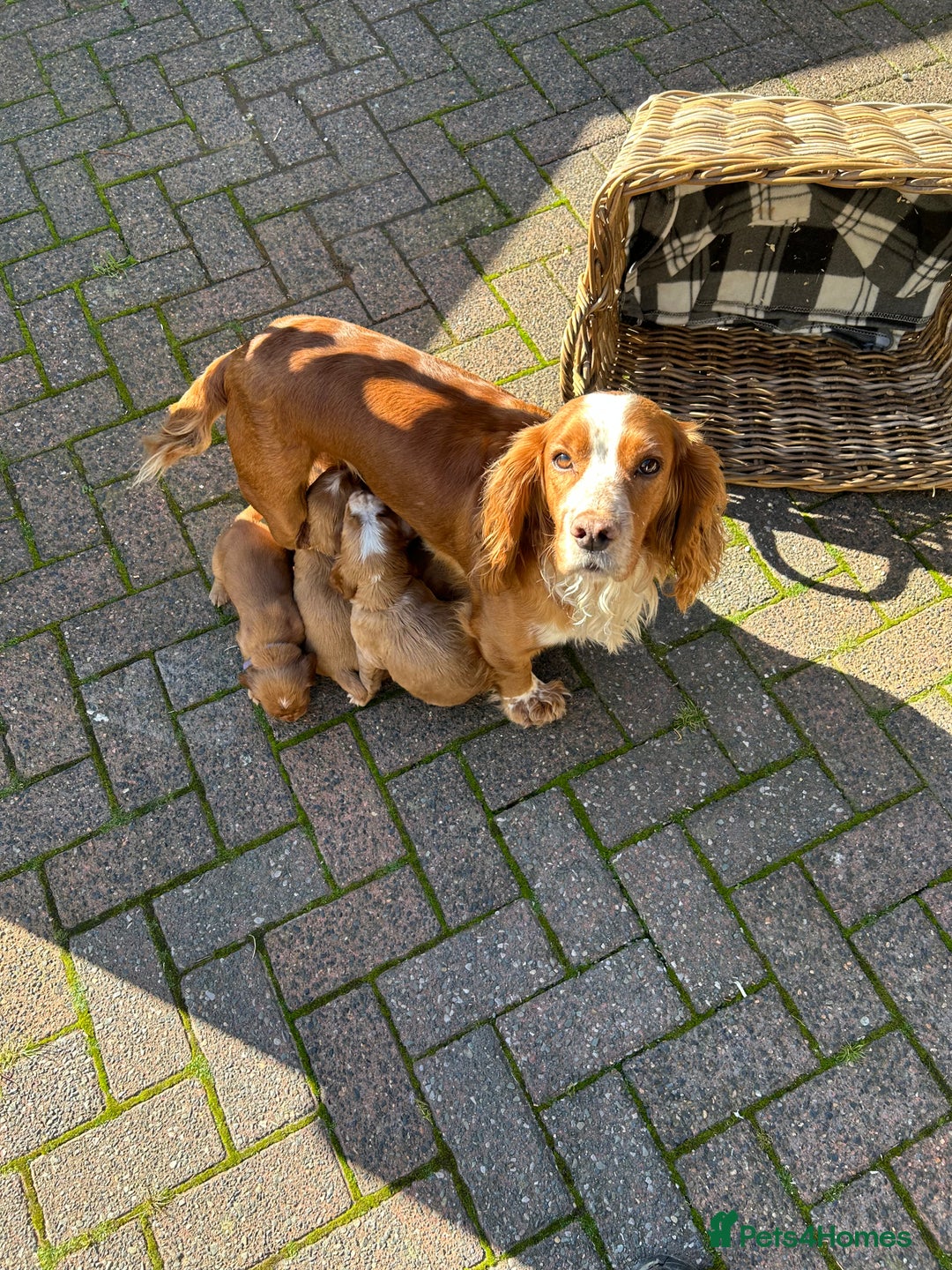 Cocker Spaniel dogs for sale: Working Cocker Spaniel pups - Image 1