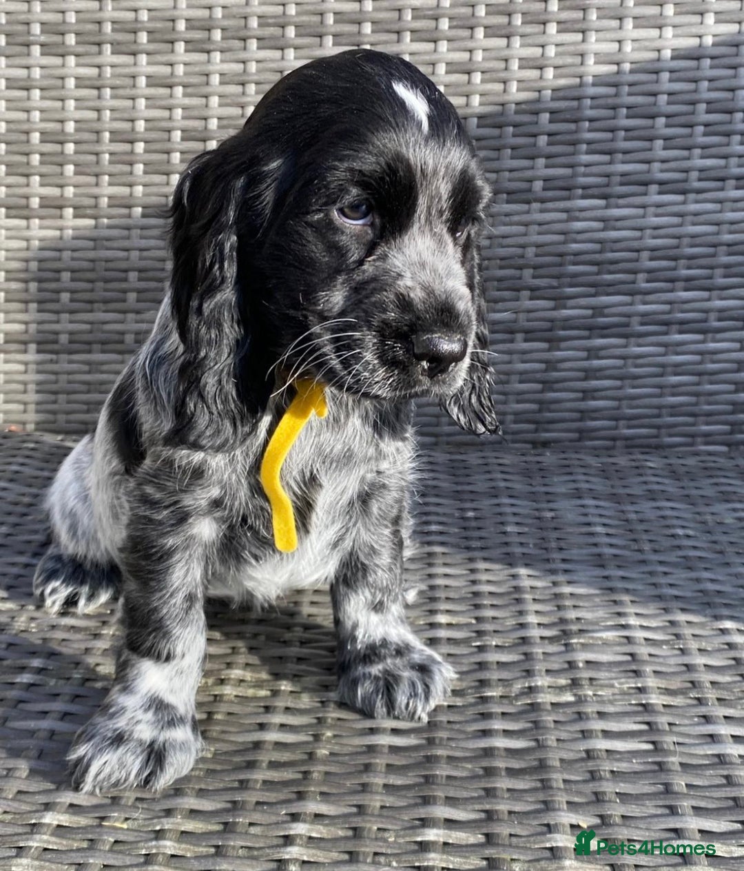 Cocker Spaniel dogs for sale: KC Registered Show Type Cocker Spaniel Pups - Advert 4