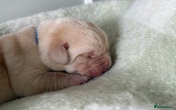 Labrador Retriever dogs for sale: Labrador pups service quality assured - Image 12