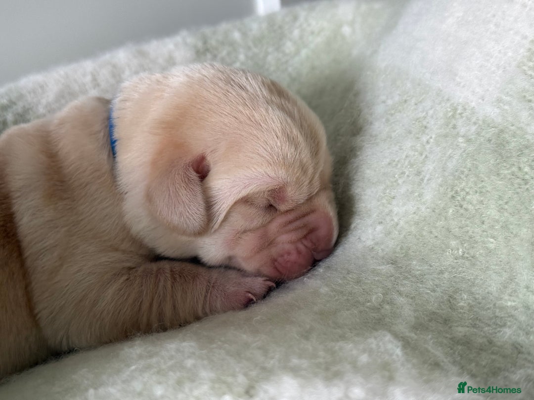 Labrador Retriever dogs for sale: Labrador pups service quality assured - Image 12