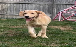 Goldendoodle dogs for sale: READY TO LEAVE - DNA health tested Puppies - Image 29