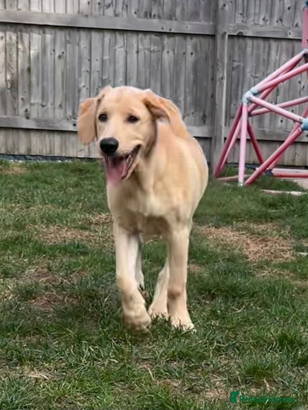 Goldendoodle dogs for sale: READY TO LEAVE - DNA health tested Puppies - Image 29