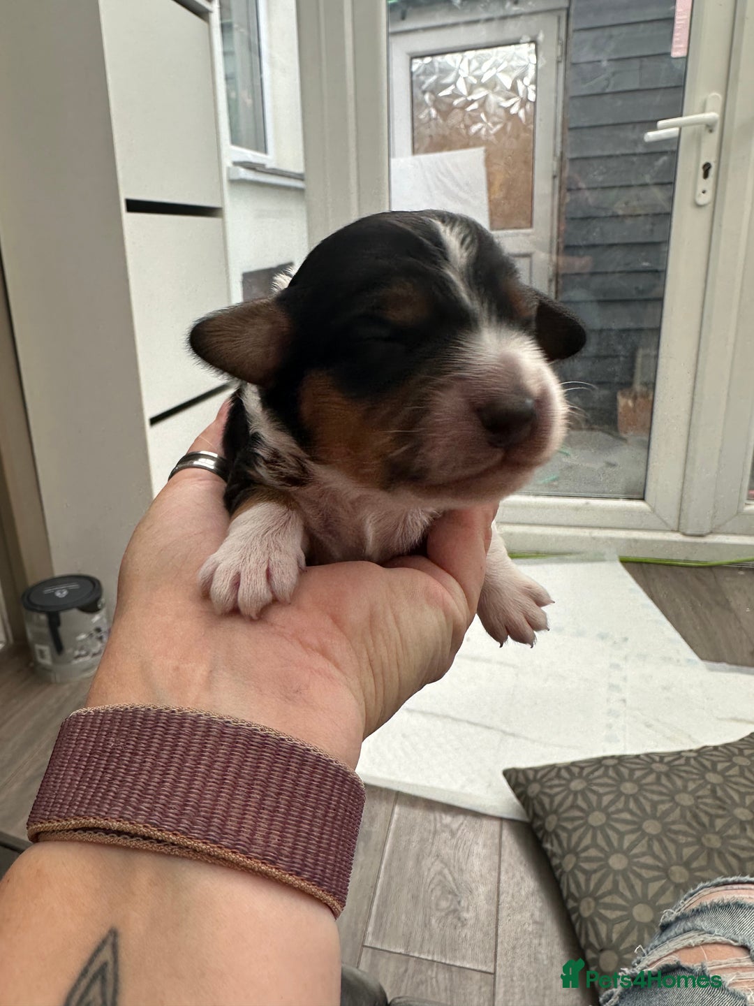Mixed Breed dogs for sale: Border doodle - Image 24