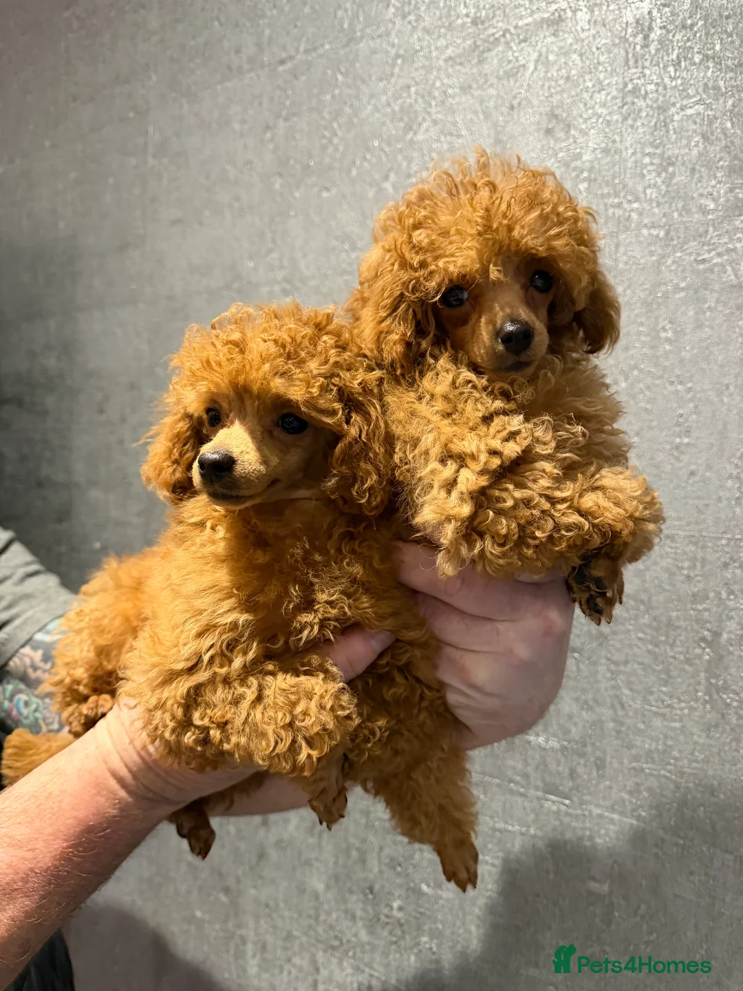 Toy Poodle dogs for sale: Outstanding KC reg Red Toy Poodles  - Advert 1
