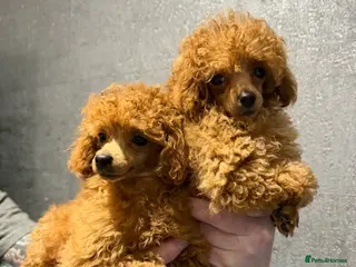 Toy Poodle dogs Outstanding KC reg Red Toy Poodles - Advert 2