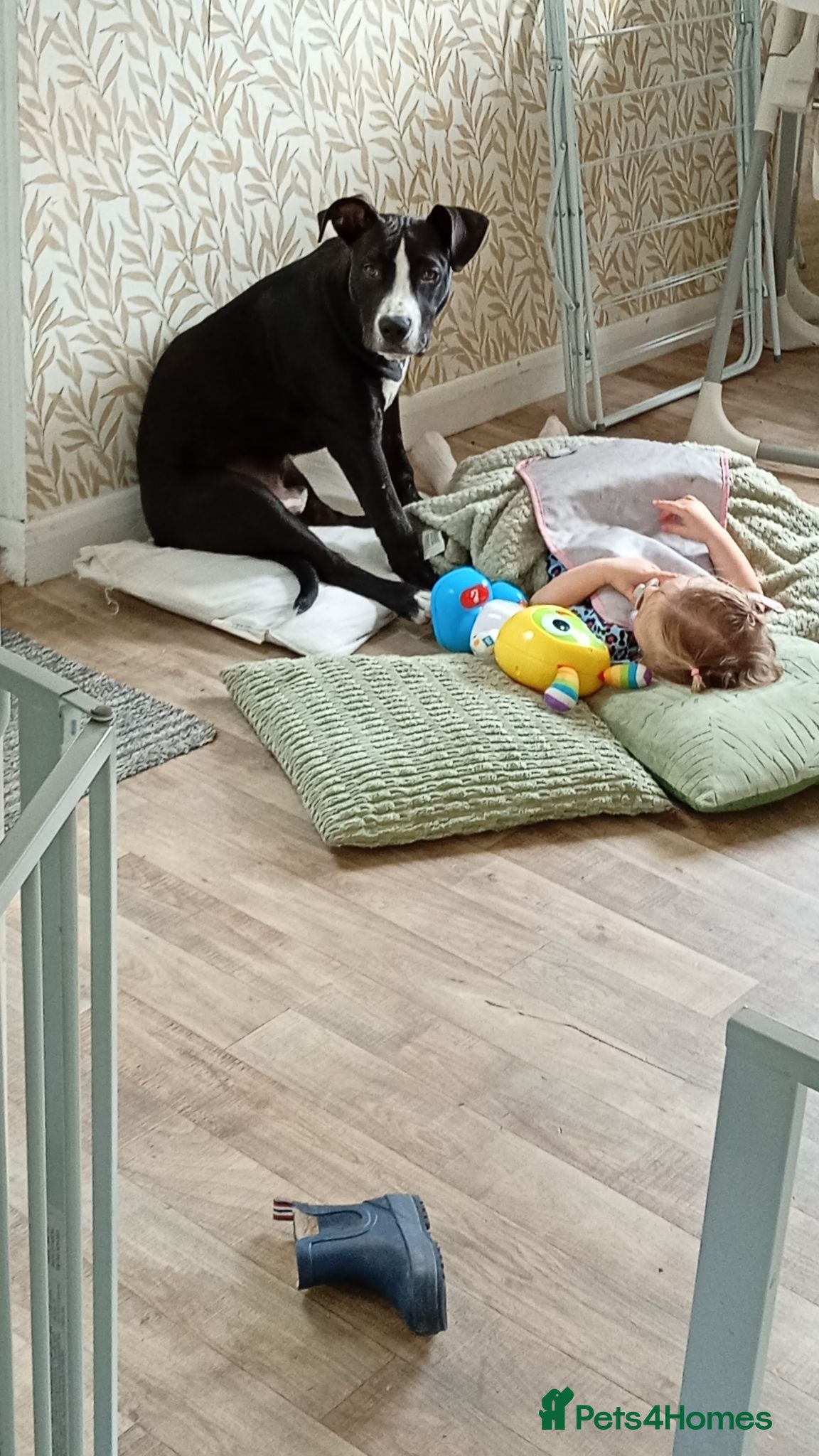 Mixed Breed dogs Staffy cross  - Advert 14