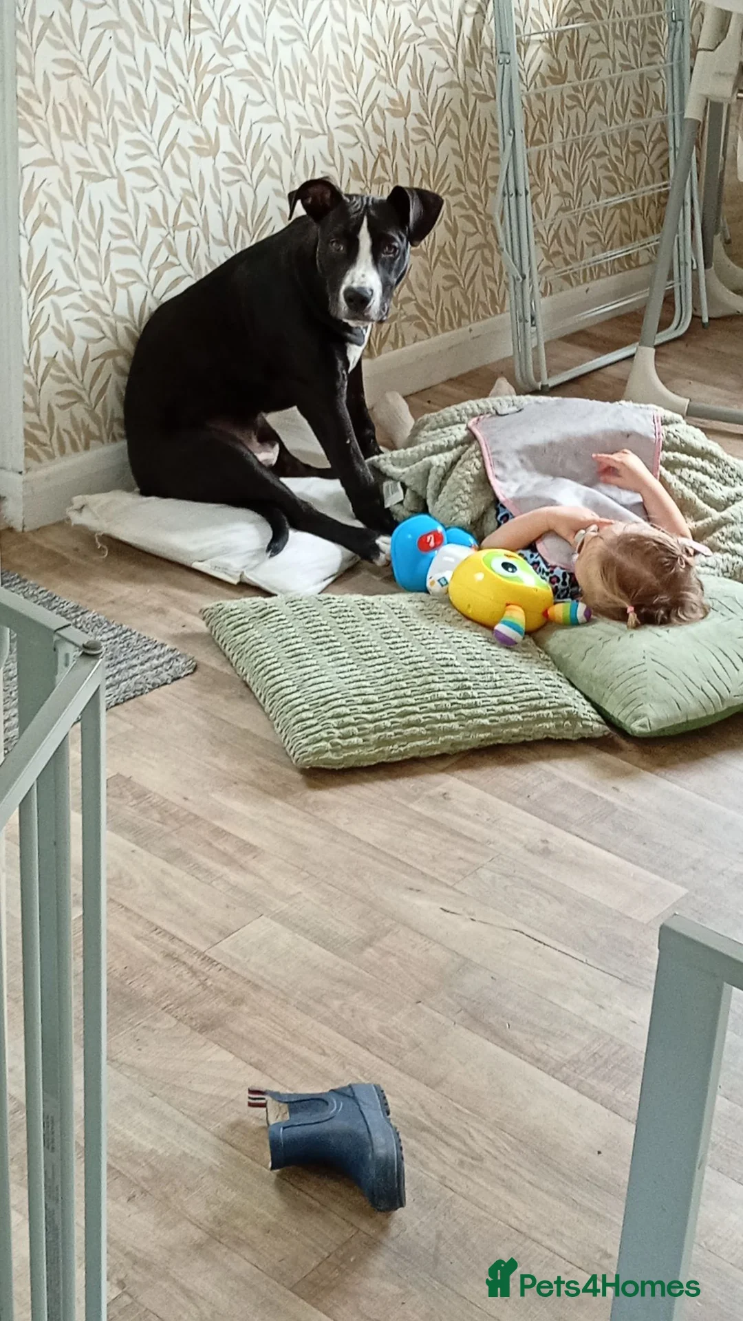 Mixed Breed dogs for sale: Staffy cross  in Mexborough - Advert 1