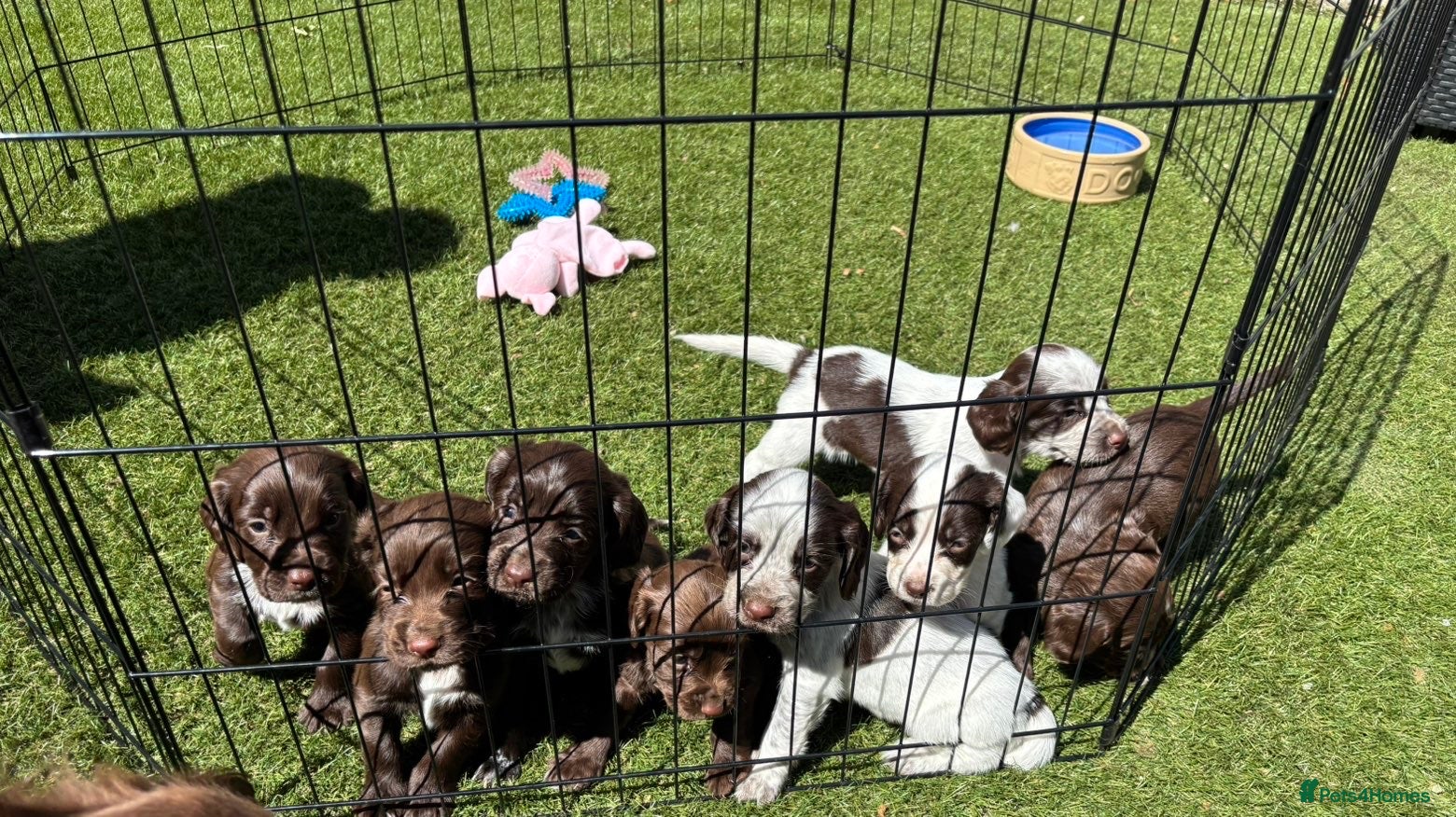 Sprocker dogs 8 Beautiful Sprocker Puppies for Sale  - Advert 1