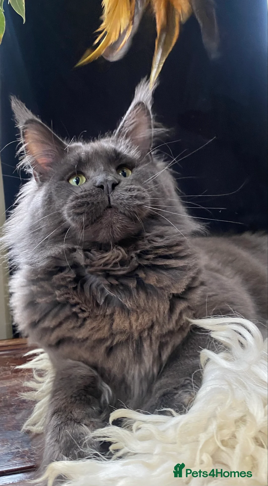 Maine Coon cats for stud: Blue Solid Maine Coon for Stud in London - Advert 7