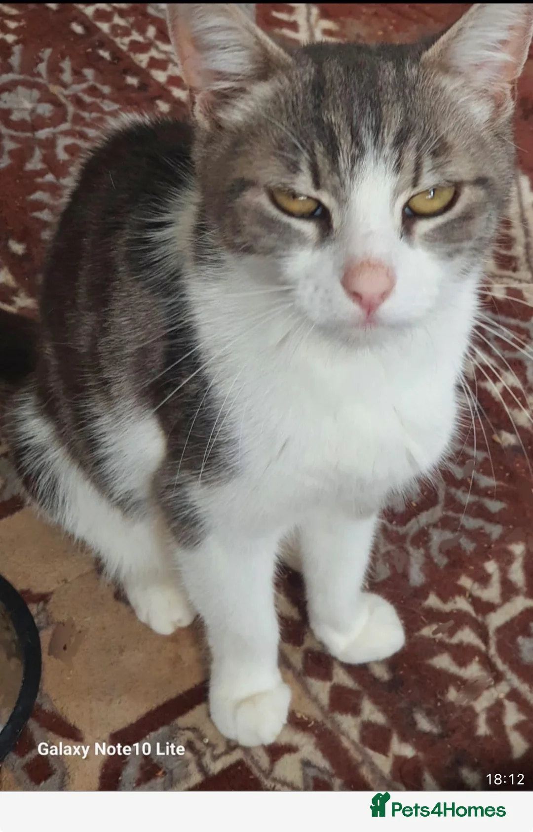 British Shorthair cats for sale: British short hair female cat  - Advert 2