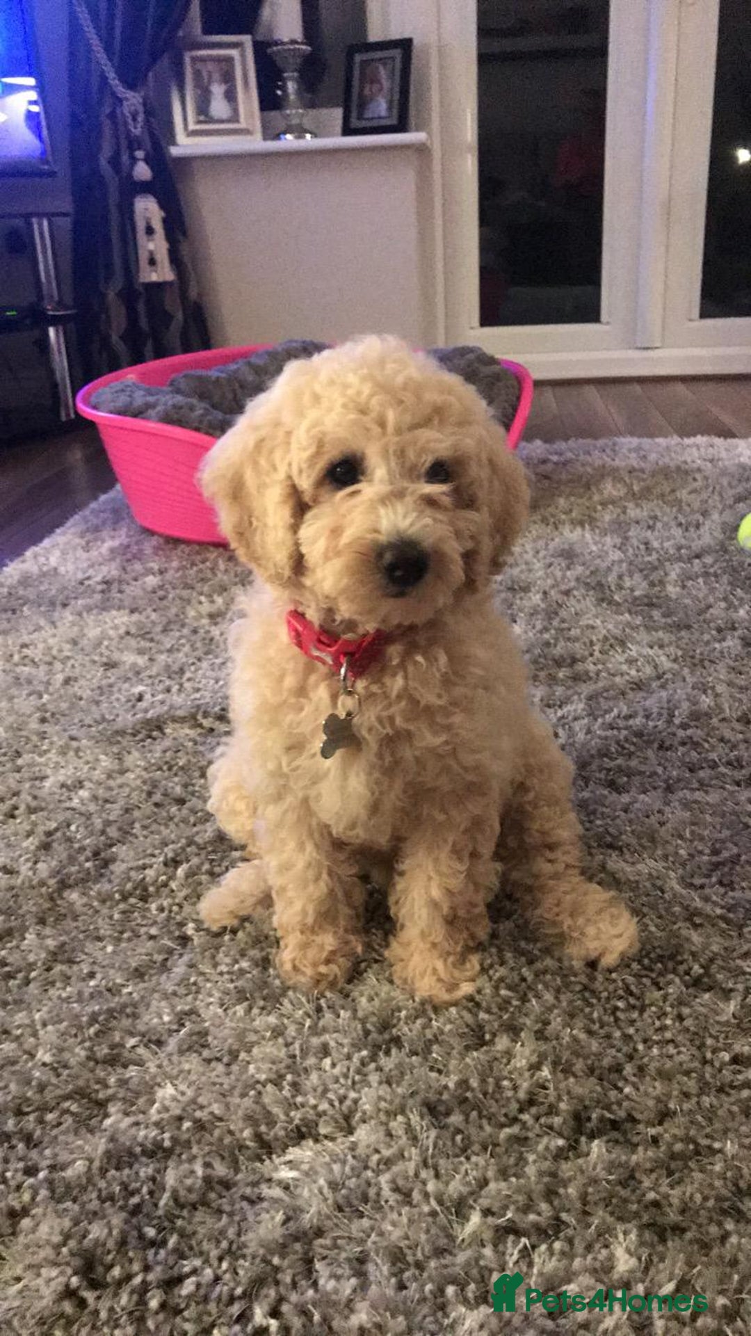 Australian Labradoodle dogs for sale: Extensively health tested Austrailian Labradoodles - Advert 30