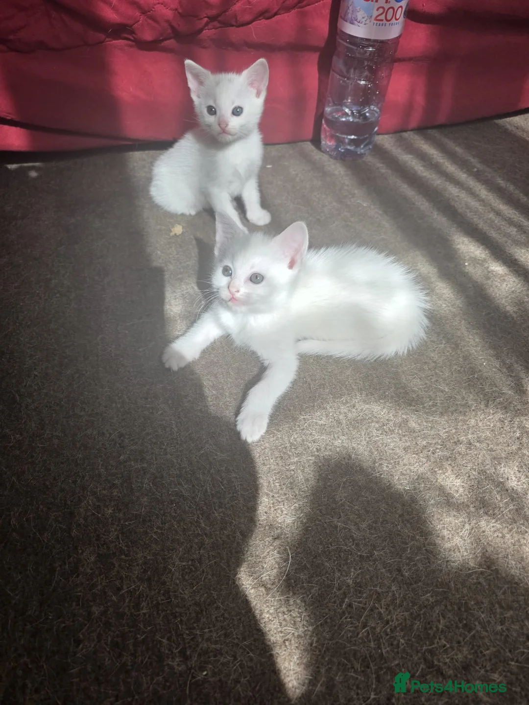 Turkish Angora cats for sale: Whithe Turkish Angora - Advert 30