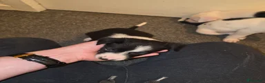Border Collie 8