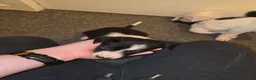 Border Collie dogs for sale: Border collie pups - Advert 5