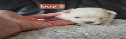 Pomeranian dogs for sale: Beautifull litter of full pomeranians - Advert 21