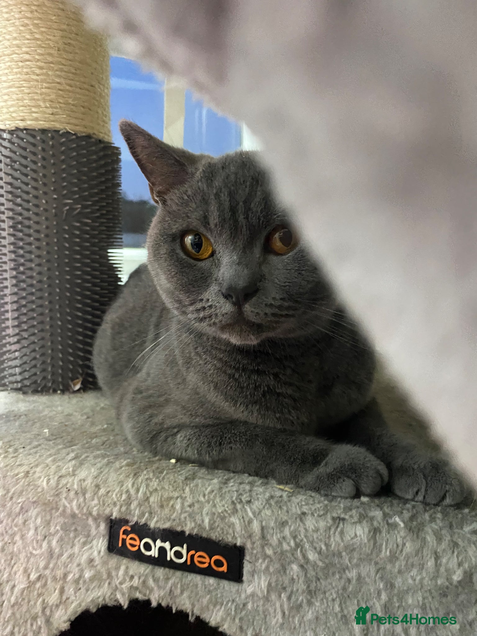 Mixed Breed cats British Shorthair mix kittens  - Advert 1