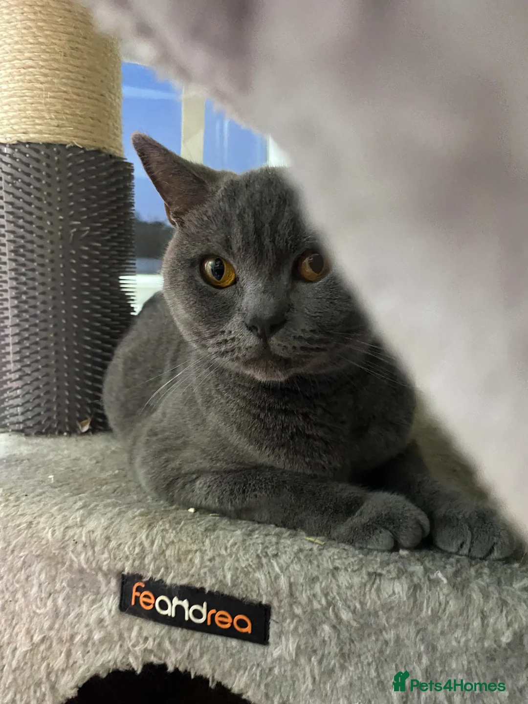 Mixed Breed cats for sale: British Shorthair mix kittens  - Advert 1