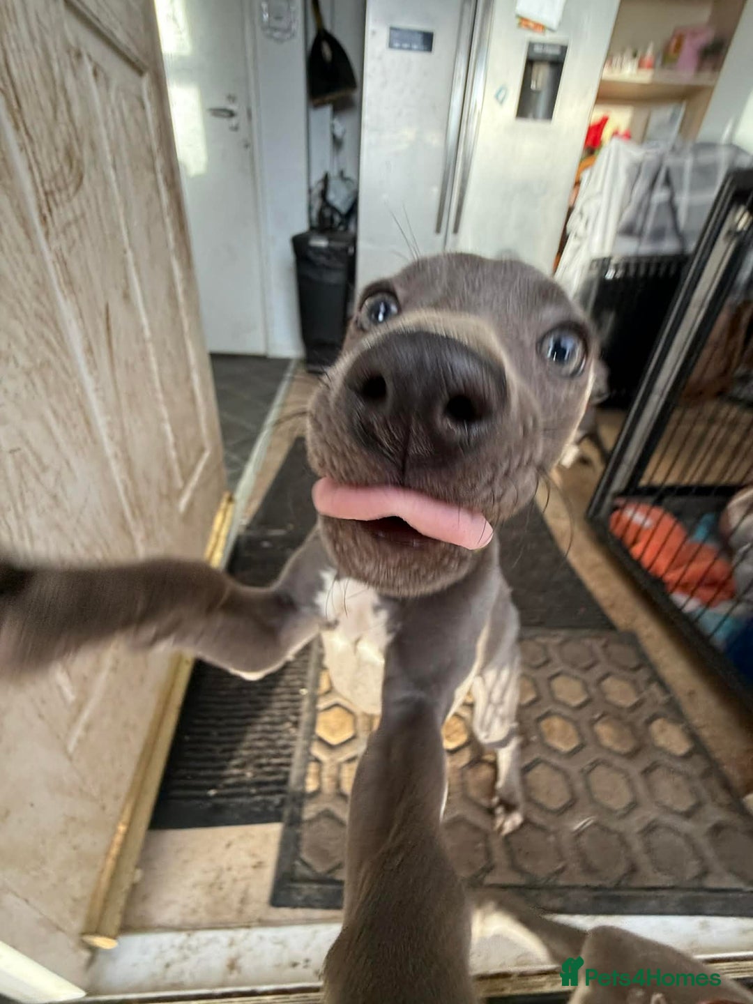 Whippet dogs for sale: KC Blue whippets for sale - Advert 1