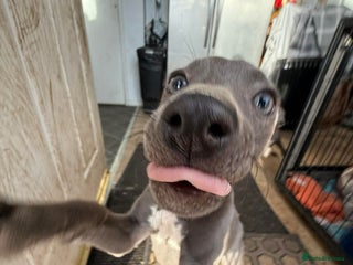 Whippet dogs KC Blue whippets for sale - Advert 2