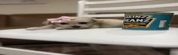 Maltipoo dogs for sale: Miniature maltipoo puppies - Advert 14