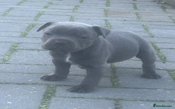 Staffordshire Bull Terrier dogs for sale: QUALITY CHUNKY PUPS - Image 2