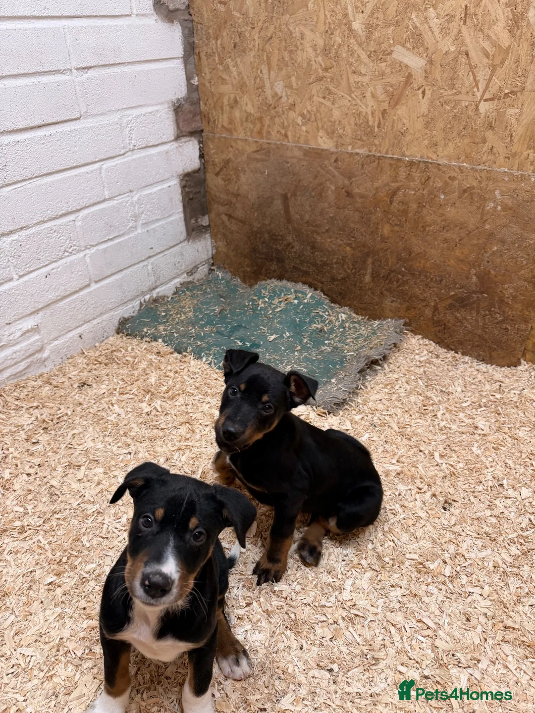 Huntaway dogs for sale: Pure Huntaway puppies  in Brecon - Advert 7