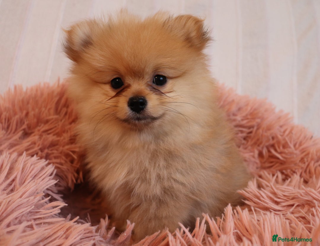Pomeranian dogs for sale: Purebred Pomeranian Pups Raised with Love in LDN - Image 10