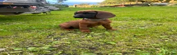 Bavarian Mountain Hound dogs for sale: Bavarian mountain hound pups - Advert 8