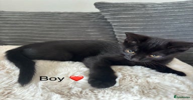 Mixed Breed cats - Advert 8